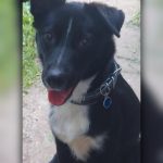 Blacky