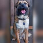 Bruno