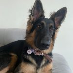 Daisy